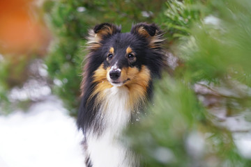 Fototapeta premium The portrait of a tricolor Sheltie dog posing outdoors near a pine tree in winter