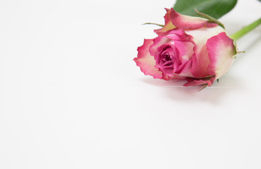 Beautiful pink rose on white background.