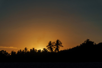 silhouettes of palm trees against the sky at sunset