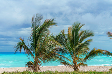 Fototapeta na wymiar two small green palm trees against the azure Caribbean sea