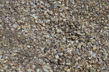 Sea shells background