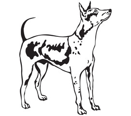 Decorative standing portrait of American Hairless Terrier vector illustration