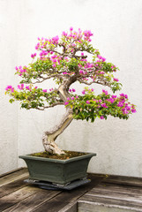 Bonsai Tree with Pink Flowers Growing in a Pot