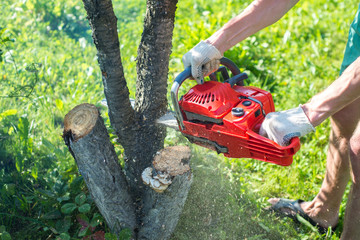 A man with a chainsaw is sawing a tree on a plot (cherry)