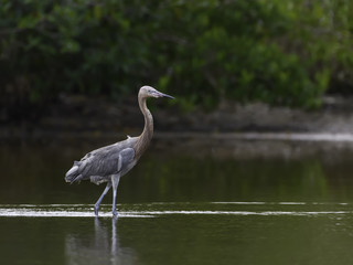 Reddish Egret Foraging on the Pond