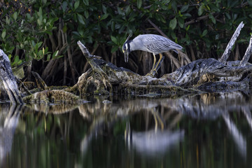 Yellow-crowned Night Heron Standing on the Log