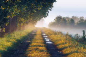 Forest road in the morning mist. Thick morning fog in the autumn forest. Thick morning fog in the forest at pond. Morning landscape in summer thick fog. Dense fog in the morning. 