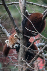 The red panda, sits on branches of a tree and looking out from under a tail of other sleeping red panda, looks at us.