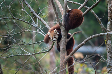 Red pandas in the zoological reserve in the Himalayas, have settled down on tree branches for a dream.