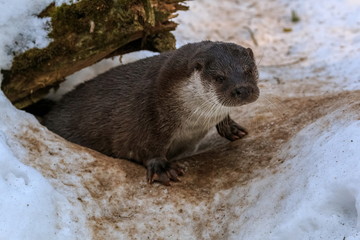 Otter peeking out of its hole