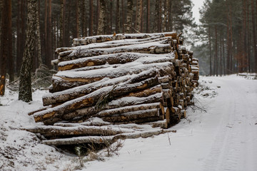 Wood prisms covered with snow by a forest road. Pine logs stacked in piles covered with snow.