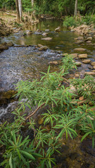 Streams in the forest