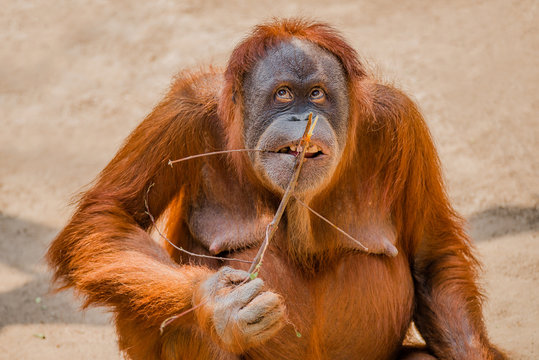 Portrait of funny Asian orangutan