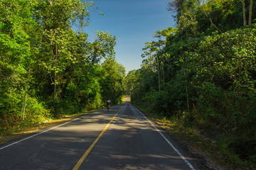 Fototapeta na wymiar Road cut through the forest