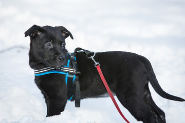 Black lab puppy in snow