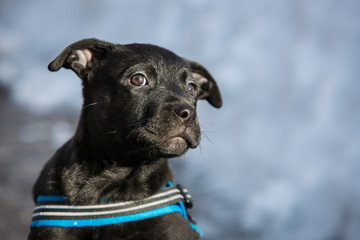 Closeup of Labrador puppy