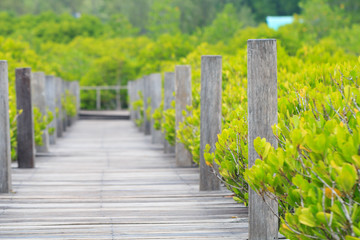 The pedestrian walkway in the mangrove forest,