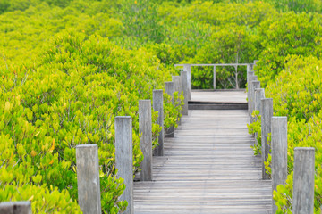 The pedestrian walkway in the mangrove forest