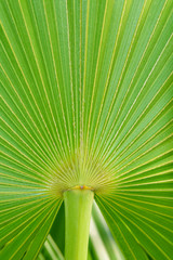 Fototapeta premium Real tropical palm leaf background, texture, jungle foliage. Green leaf in sunlight. Tropical island.