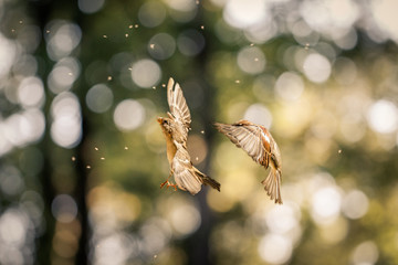 Pas de Deux. Sparrow Lake. Corps de ballet - Gnats of Dunkerhook.