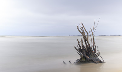 Korzeń drzewa na plaży w wodzie - obrazy, fototapety, plakaty