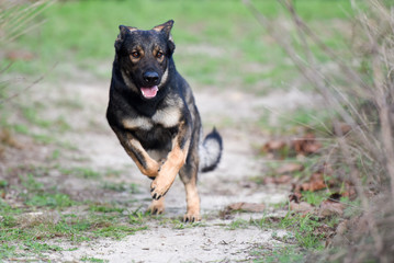 Sable German Shepherd or working line running	