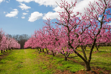 Southern Peach Orchard in Bloom