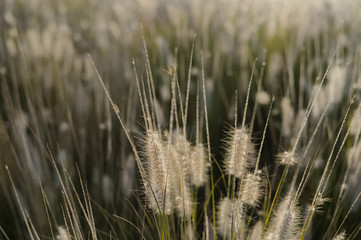 Natural blurry meadow spring or summer outdoors background. Vintage style sunny photo