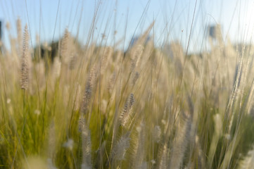 Fototapeta premium Natural blurry meadow spring or summer outdoors background. Vintage style sunny photo