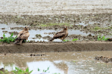 代掻きの田んぼとトビ