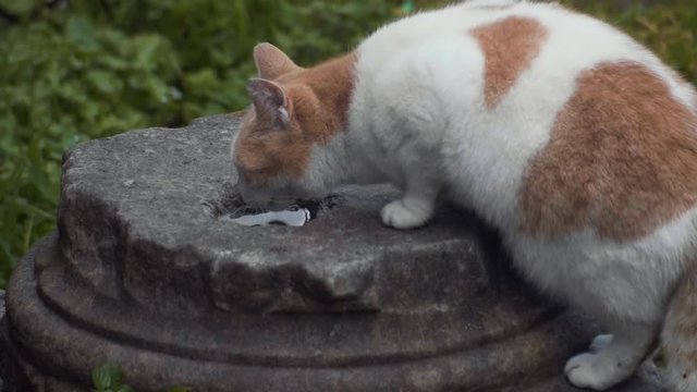 An adorable brown and white cat drinks water from a small puddle in an indentation on an ancient ruin in Largo di Torre Argentina