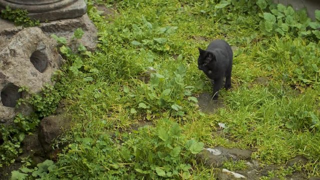 A three-legged black cat hops through the grassy ancient ruins of the Theatre of Pompey in Rome