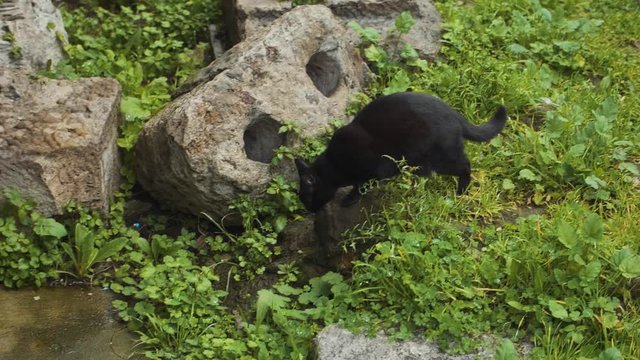 A three-legged black cat hops over a mound of dirt next to ancient ruins in Largo di Torre Argentina in Rome