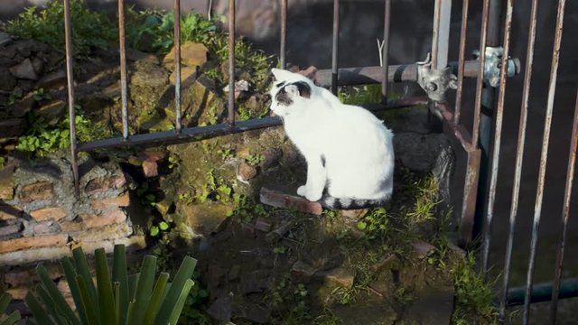 A white cat sits in the sun next to a fence and ancient ruins in the Largo di Torre Argentina in Rome