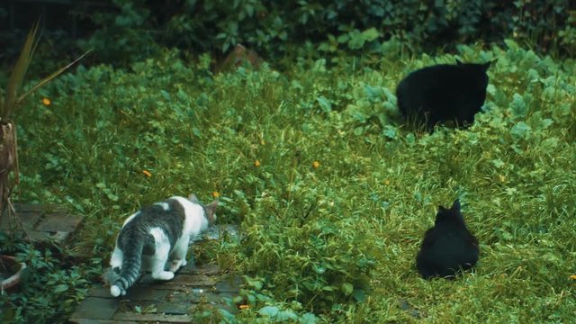 A calico cat attempts to sneak up on a black cat in the grass next to the ancient ruins of Largo di Torre Argentina in Rome