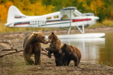 Fototapete Bären Mama bear walking with her two cubs on the beach of Naknak lake, Alaska  © LindaPhotography