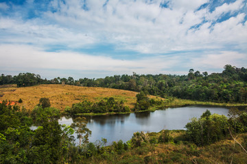 Fototapeta na wymiar landscape of Meadow with tree , Khao Yai National Park Thailand