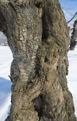 冬　木　幹　雪　素材