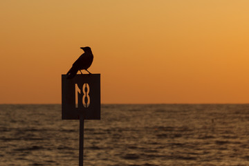 Ptak siedzący na znaku - obrazy, fototapety, plakaty
