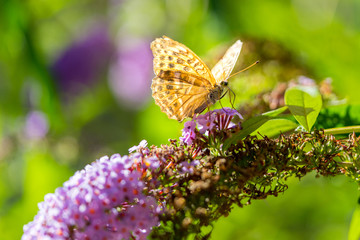 butterfly colorful background spring summer