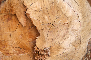 Close up on cross section of liquid amber tree cut down showing growth rings, wood cracked.