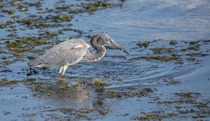 tri color heron has caught a fish