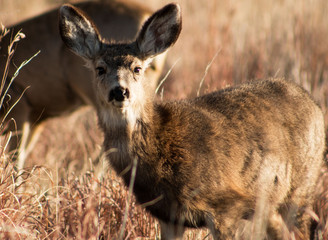 Standing doe