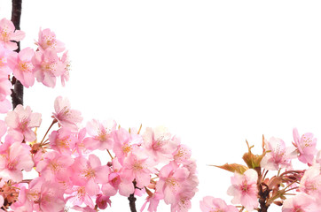桜の花　白背景


