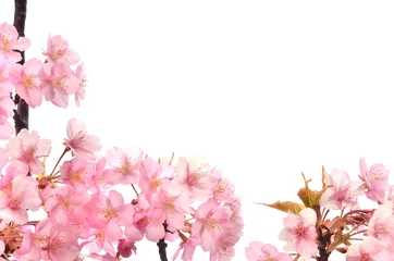 Foto auf Acrylglas 桜の花　白背景       © tamayura39