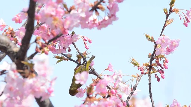 桜の花　めじろ　野鳥





