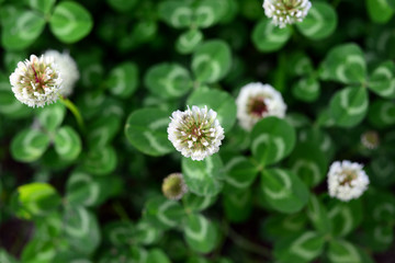 White clover-2