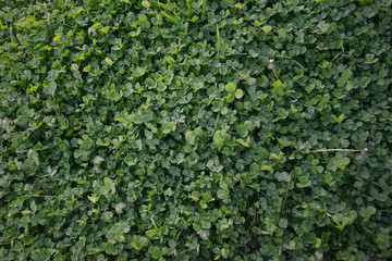 Patch of Clovers and other plants