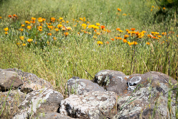 Lichen Covered Boulders in a Meadow of Orange Wildflowers