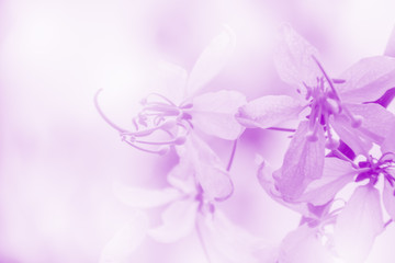 Soft flower background can be used for card and copy space for texts